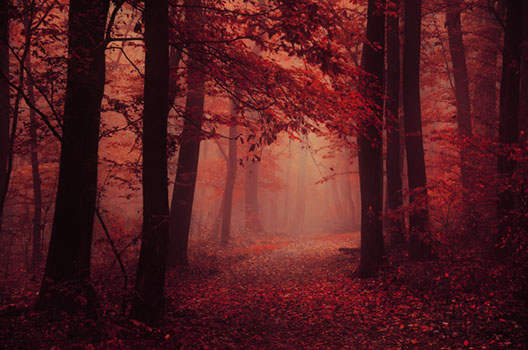 Secret Garden I.